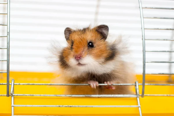 Hamster Kafeslerden Dışarı Bakıyor — Stok fotoğraf