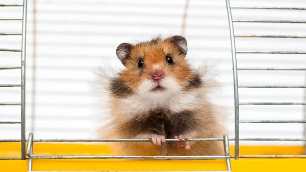 Hamster Guckt Aus Den Käfigen — Stockfoto