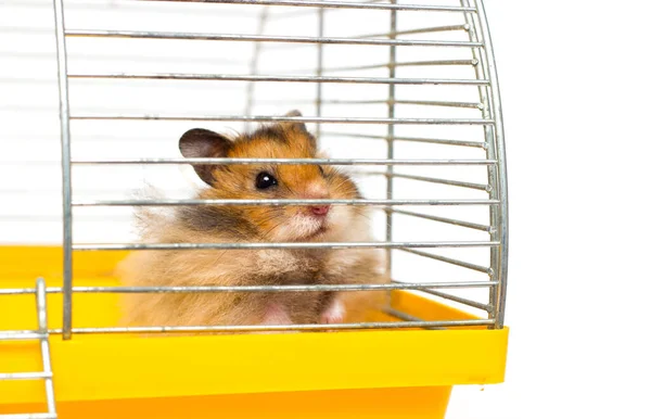 Hamster Syrian Engraçado Nas Pilhas — Fotografia de Stock