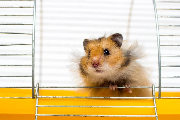 Neugieriger Syrischer Hamster Lugt Aus Dem Käfig — Stockfoto