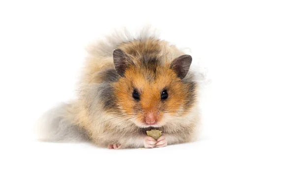 Syrisk Hamster Äter Vit Bakgrund — Stockfoto