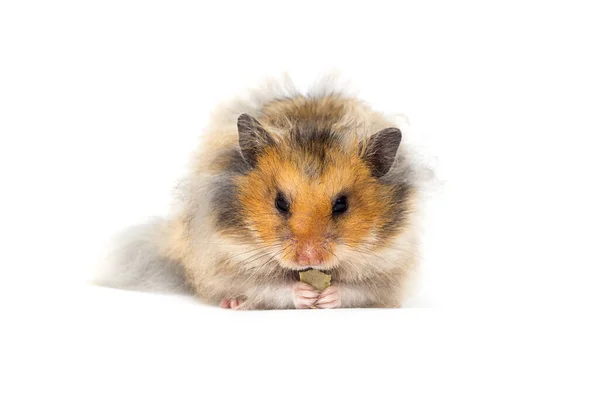 Hamster Sírio Come Fundo Branco — Fotografia de Stock