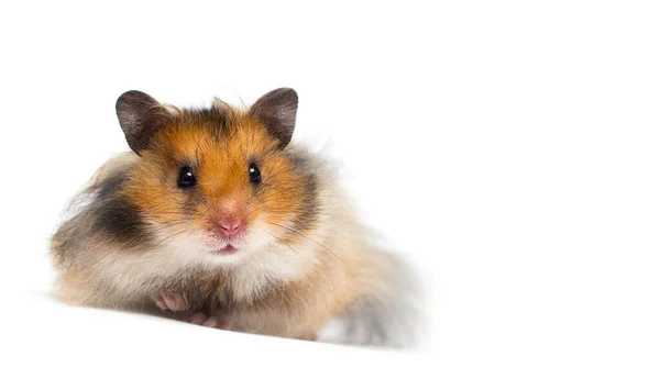 Hamster Sírio Olha Para Fundo Branco — Fotografia de Stock