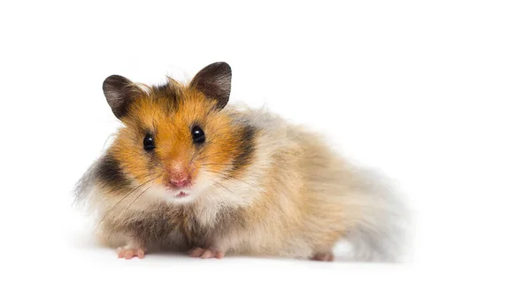 Syrian Hamster Ser Vit Bakgrund — Stockfoto