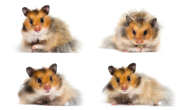 Syrische Hamster Kijkt Een Witte Achtergrond — Stockfoto