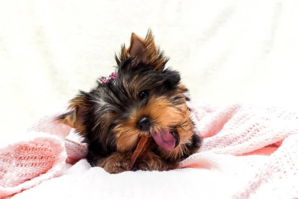Cute Puppy Yorkshire Terrier Nibbles Food — Stock Photo, Image