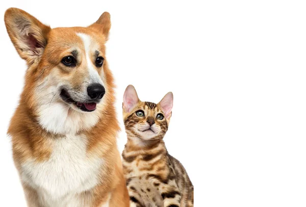 Hund Och Katt Tittar Sidan Walesisk Corgi Pembroke Ras — Stockfoto