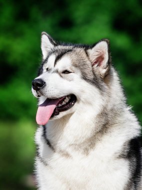 Yaprakların arka planına yan bakan bir köpeğin portresi, Alaska Malamute üretir.