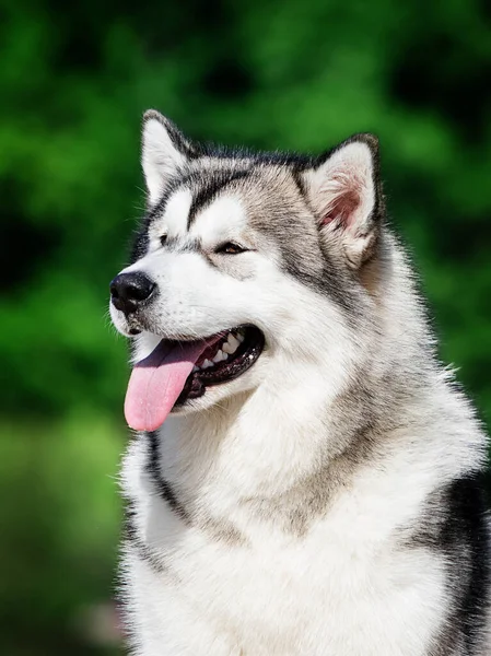 Portrait Chien Regardant Côté Sur Fond Feuilles Race Alaskan Malamute — Photo