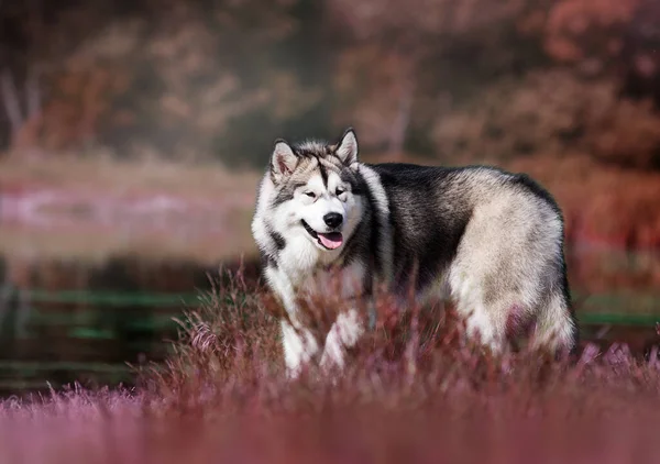 Dog Stands River Breed Alaskan Malamute — Stock Photo, Image