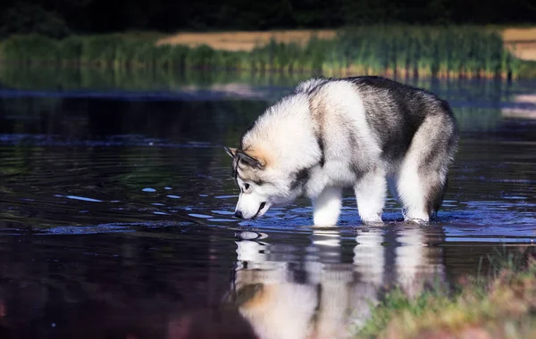犬は水の上を歩くアラスカ マラメット — ストック写真