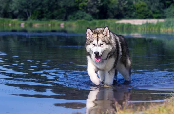 Alaskan Malamute Cão Anda Água — Fotografia de Stock