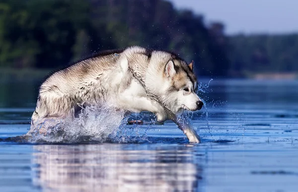 Dog Runs Fast Splash Water — Stock Photo, Image