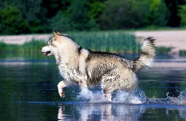 Σκύλος Τρέχει Καλοκαίρι Στη Λίμνη — Φωτογραφία Αρχείου