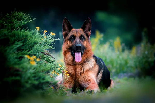 Cane Nell Erba Razza Pastore Tedesco — Foto Stock