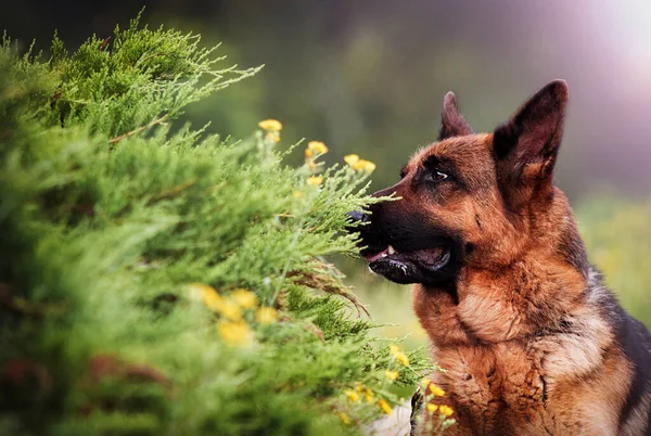 Hond Ruikt Bloemen Ras Duitse Herder — Stockfoto