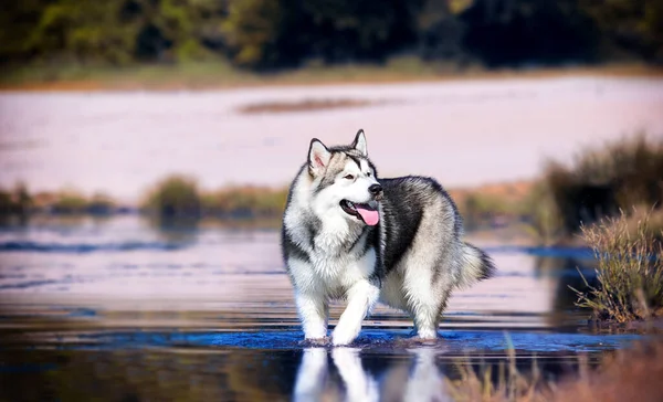犬は川岸に立っていますアラスカ マラムート — ストック写真