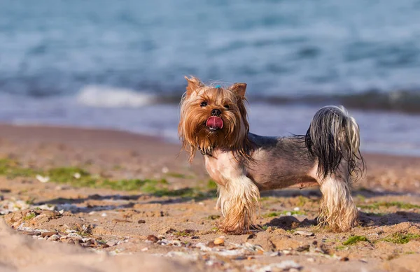 Мокрая Собака Морском Пляже Йоркширский Терьер — стоковое фото