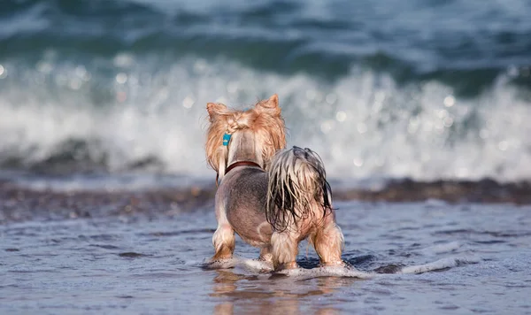 Cão Molhado Olha Para Praia Mar Yorkshire Terrier — Fotografia de Stock