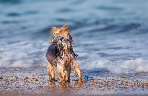 Cão Molhado Olha Para Praia Mar Yorkshire Terrier — Fotografia de Stock