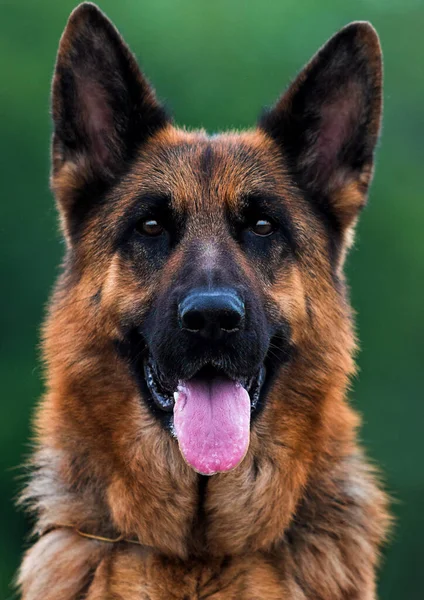 Schäferhundegesicht Sieht Aus — Stockfoto