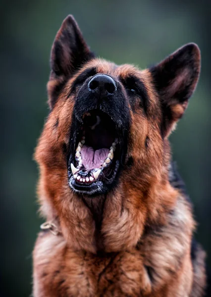 Cão Irritado Latidos Pastor Alemão — Fotografia de Stock