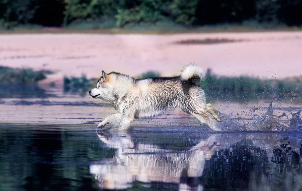 犬は飛沫で水中を速く走り — ストック写真