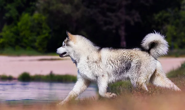 Cão Corre Rapidamente Grama Água — Fotografia de Stock