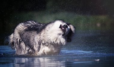Islak köpek suya düşer.