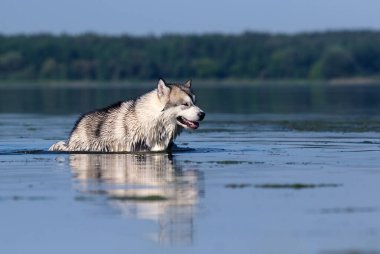 ıslak köpek nehirde yıkanır.