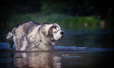 Islak köpek suya düşer.