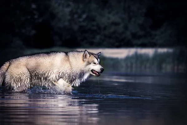 水に濡れた犬は — ストック写真