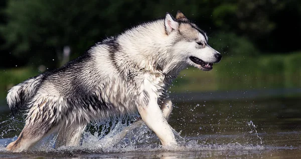 水に濡れた犬は — ストック写真