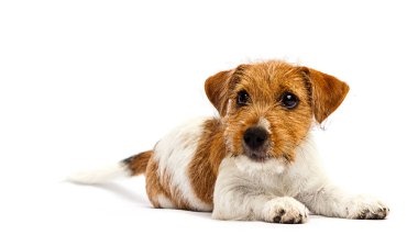 Beyaz arka planda köpek yavrusu Jack Russell
