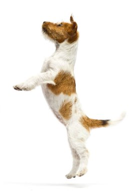 Beyaz arka planda zıplayan köpek yavrusu, Jack Russell Terrier