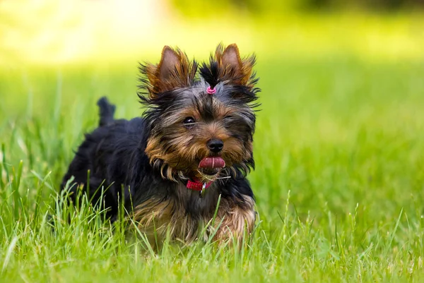 Yorkshire Terrier Puppy Green Grass — Stock Photo, Image