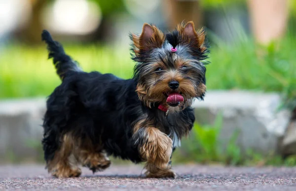 ヨークシャーテリア子犬は屋外で実行されます — ストック写真