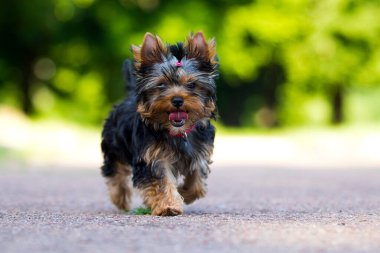 Küçük köpek yavrusu dışarı koşar, Yorkshire Teriyeri.