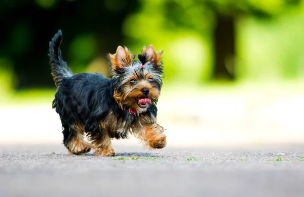 Yorkshire Terrier Puppy Runs Fast Outdoors — Stock Photo, Image