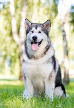 Yaz yürüyüşüne çıkmış bir köpek.
