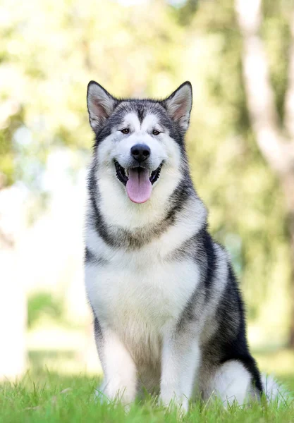 Cane Nell Erba Durante Una Passeggiata Estiva — Foto Stock