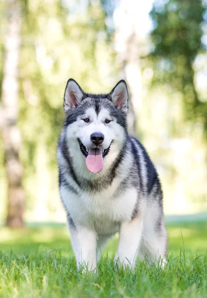 Hund Gras Beim Sommerspaziergang — Stockfoto