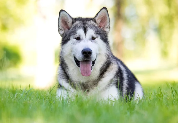 Hund Ligger Gräset Sommarpromenad — Stockfoto