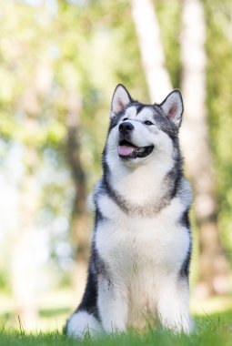 Alaska malamute köpeği çimlerin üzerinde