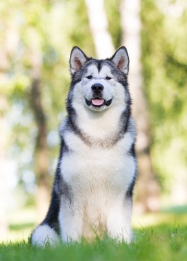 Alaska malamute köpeği çimlerin üzerinde