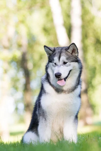 Alaskan Malamute Pies Trawie — Zdjęcie stockowe