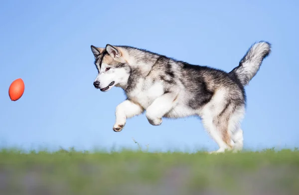Alaskan Cão Malamute Corre Após Bola — Fotografia de Stock