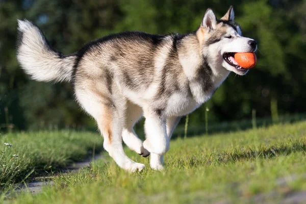 犬はボールの後を走り — ストック写真