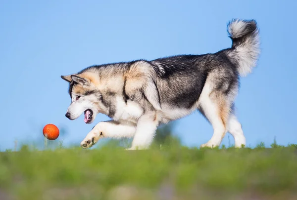 犬はボールの後を走り — ストック写真