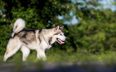 Köpek yana doğru koşar, Alaska Malamute